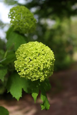 Viburnum opulus 'Roseum' - kalina obecná - květ 1
